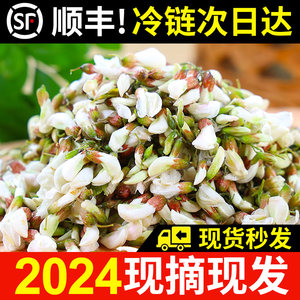 【顺丰】现摘现发河南洋槐花新鲜花骨朵野菜3斤5斤包邮新鲜杨槐花