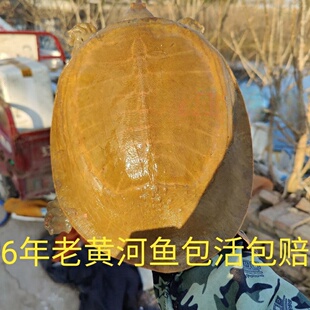 野外甲鱼黄河活的放养中华老鳖苗食用海鲜鲜活团鱼水鱼王八青黄背