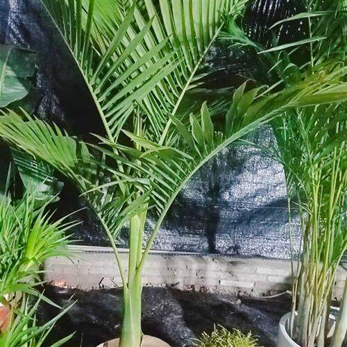 假槟榔树又名亚力山大椰子大型绿植棕榈科观叶室内外吸甲醛庭院