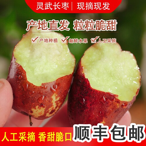宁夏灵武大长枣现货鲜发顺丰包邮