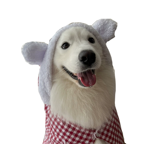 Самоед золотой свитер одежду питомец