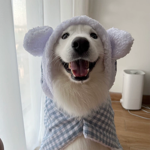 Самоед золотой свитер одежду питомец