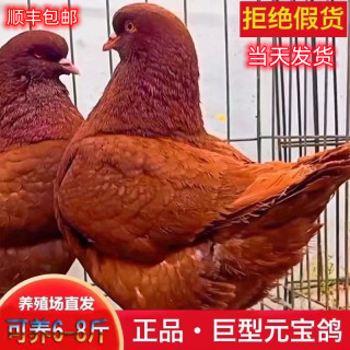 巨型纯种元宝鸽大体鸽子特大活物一对种鸽活体可养肉鸽包下蛋包活