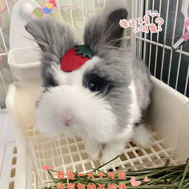 小兔子活体道奇盖脸猫猫兔长毛宠物兔爆毛垂耳侏儒长不大茶杯兔