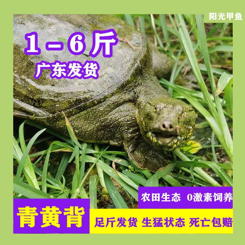 大甲鱼活体农田生态中华鳖外塘放甲鱼