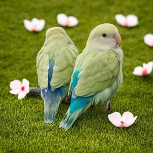 牡丹鹦鹉活鸟爱情鸟亲人粘人好上手活泼听话好养活适合手养的宠物