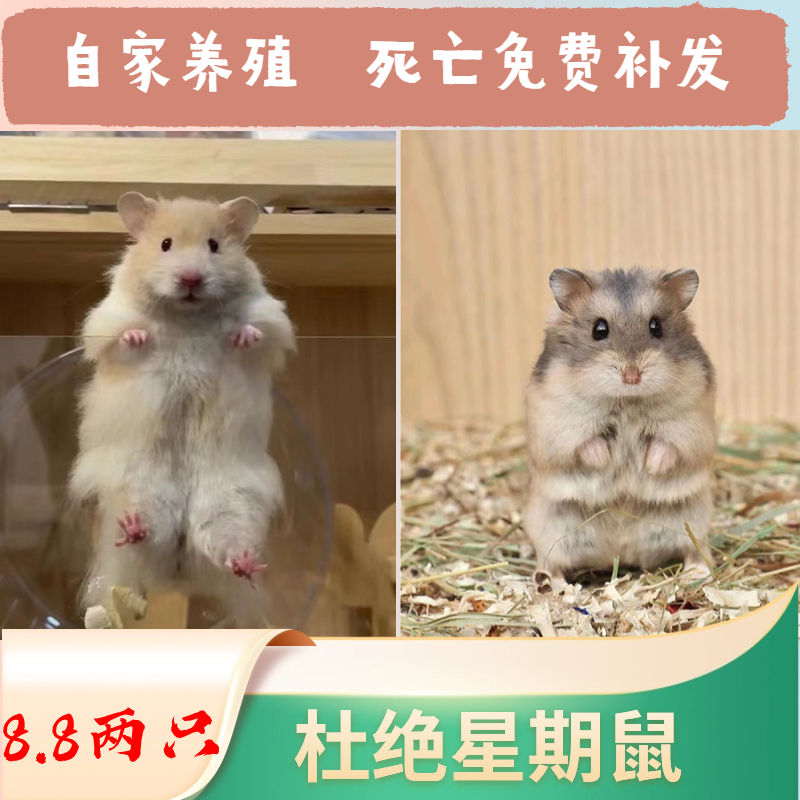 活体健康小仓鼠家宿舍养宠物长毛金丝熊三线银狐送笼子已打疫苗