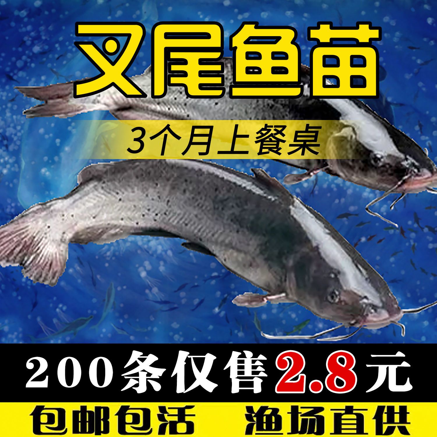 叉尾鮰鱼苗淡水活体养殖斑点鮰鱼苗钳鱼苗好养冷水观赏鱼塘鱼苗