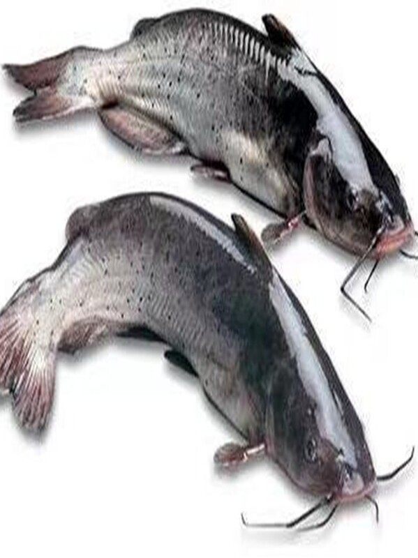 优质大尺寸斑点叉尾鮰鱼苗活体西江钳鱼淡水养殖江团包活包损包邮