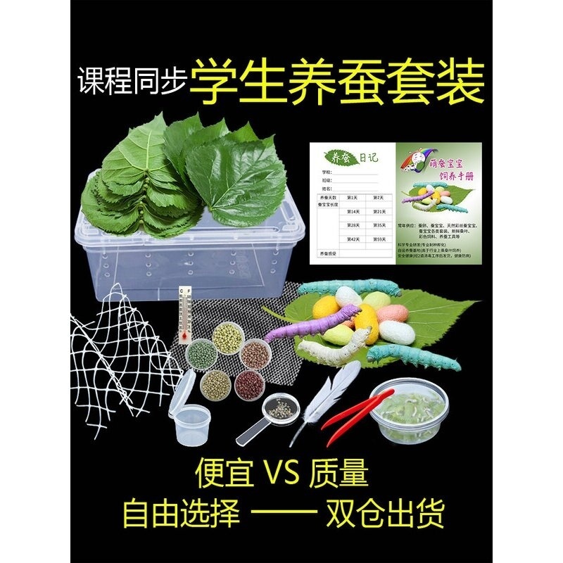 彩色蚕宝宝学生养蚕套装活体灭菌金丝蚕卵籽蚕幼虫1234龄新鲜桑叶
