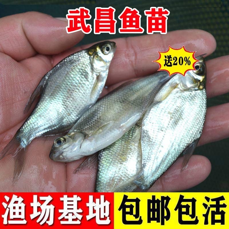 武昌鱼苗活体淡水小鱼苗养殖团头鲂饵料鱼扁鱼苗冷水观赏鱼鳊鱼苗