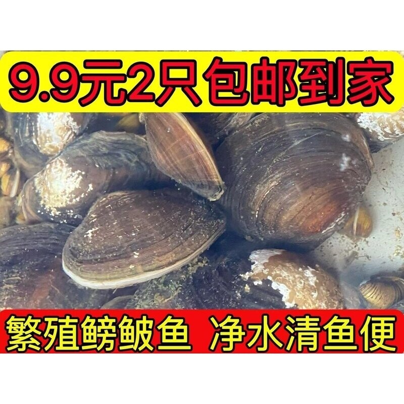 河蚌鱼缸净水工具 淡水冷水 鳑鲏鱼繁殖专用 活体 观赏贝壳类