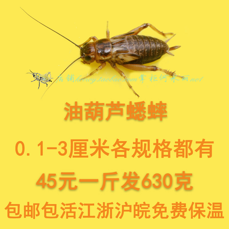 蟋蟀活体 油葫芦蟋蟀活体 鸟食鱼食爬宠活食蟋蟀活物蟋蟀饲料包邮