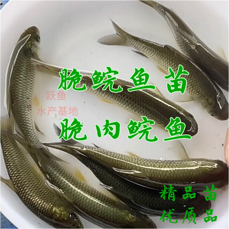 脆肉鲩鱼苗 中山脆鲩鱼 脆皖 鲩鱼脆皮鱼淡水活体鱼苗养殖包邮
