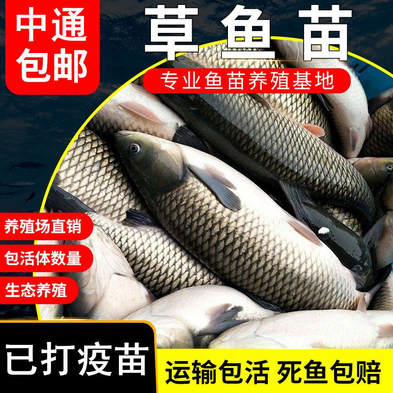 草鱼苗活鱼30厘米淡水养殖食用半斤一斤大规格食用草鱼活鱼苗