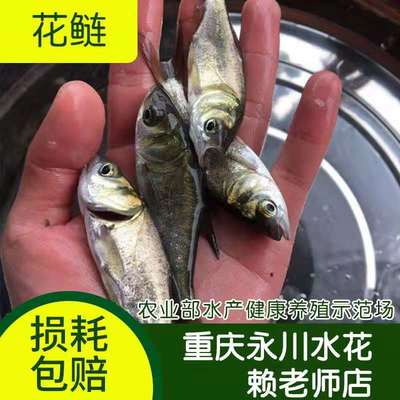 花鲢鱼苗大头鱼苗鲢鳙鱼苗胖头鱼苗淡水养殖活体鱼苗重庆永川水花