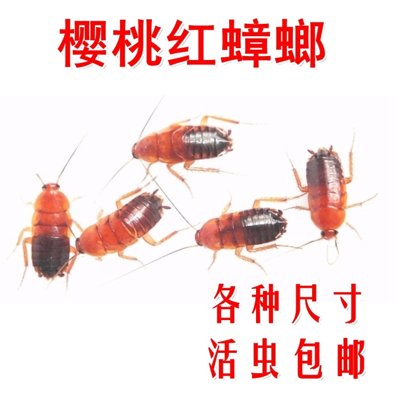 樱桃蟑螂 樱桃红蟑螂杜比亚面包虫大麦虫蟋蟀龙鱼活体饲料活蟑螂