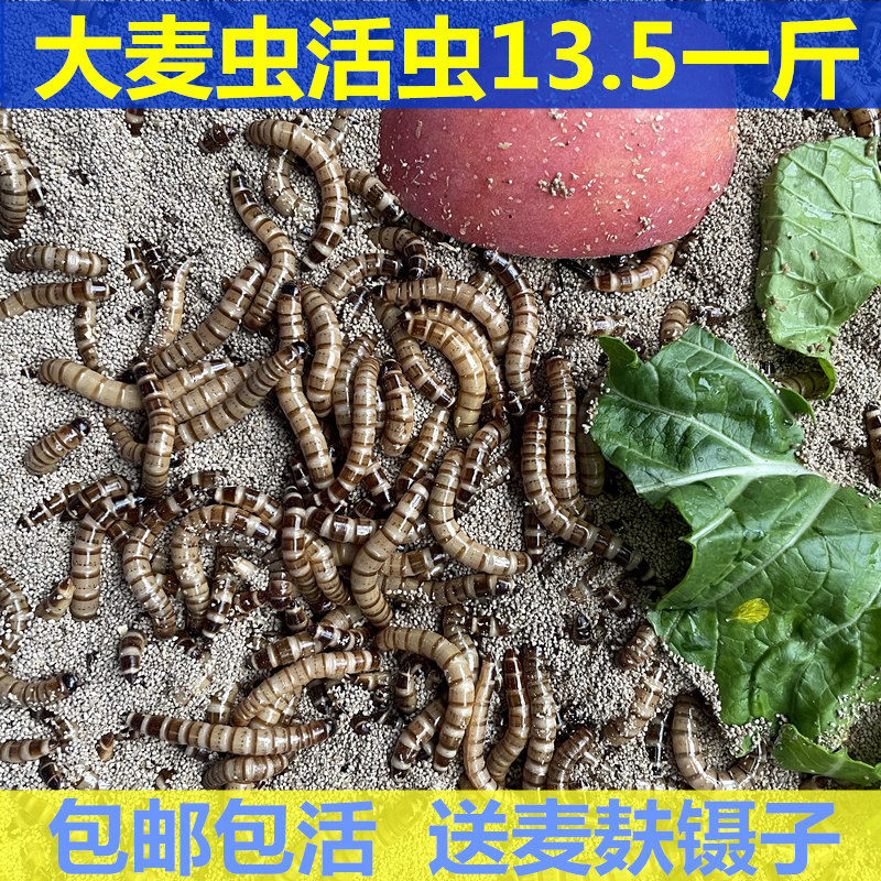 大麦虫活虫鲜活面包虫大号黄粉虫金龙鱼鱼食八哥画眉鸟食活体虫子