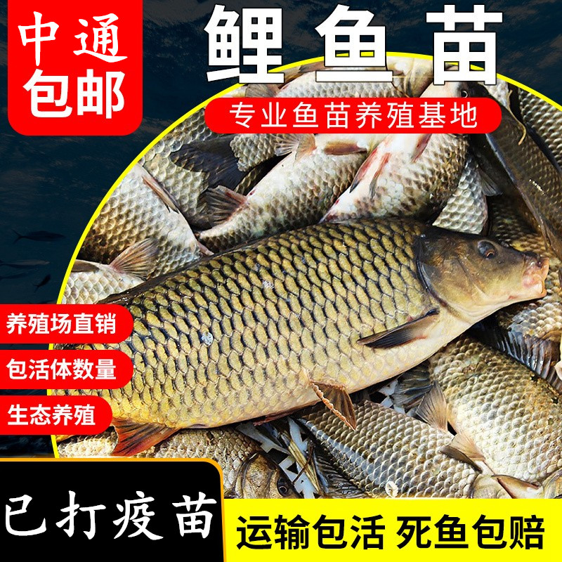 鲤鱼苗淡水鱼塘养殖特大稻花鱼稻田鲤建鲤花背小鱼苗红尾鲤鱼鱼苗