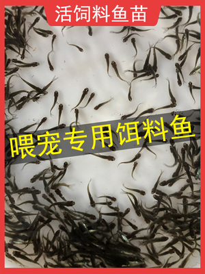 活饵料鱼苗喂鲈鱼鳜鱼乌龟食肉鱼种活体饲料小杂鱼淡水小鱼苗活食