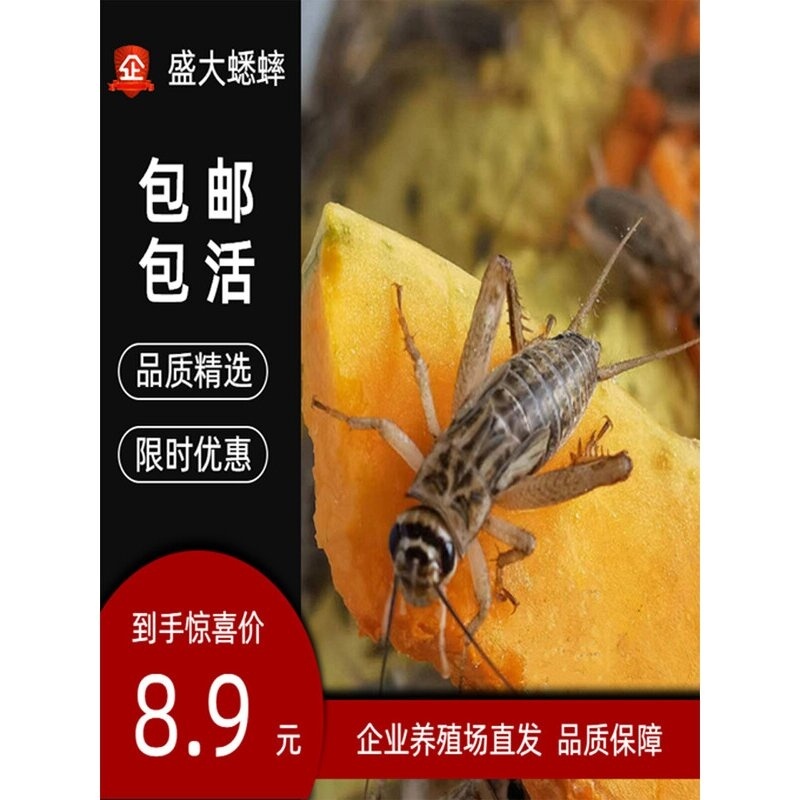 白蛐蛐蟋蟀活体饲料活物活虫蜥蜴守宫角蛙树蛙龙鱼鸟针头油葫芦