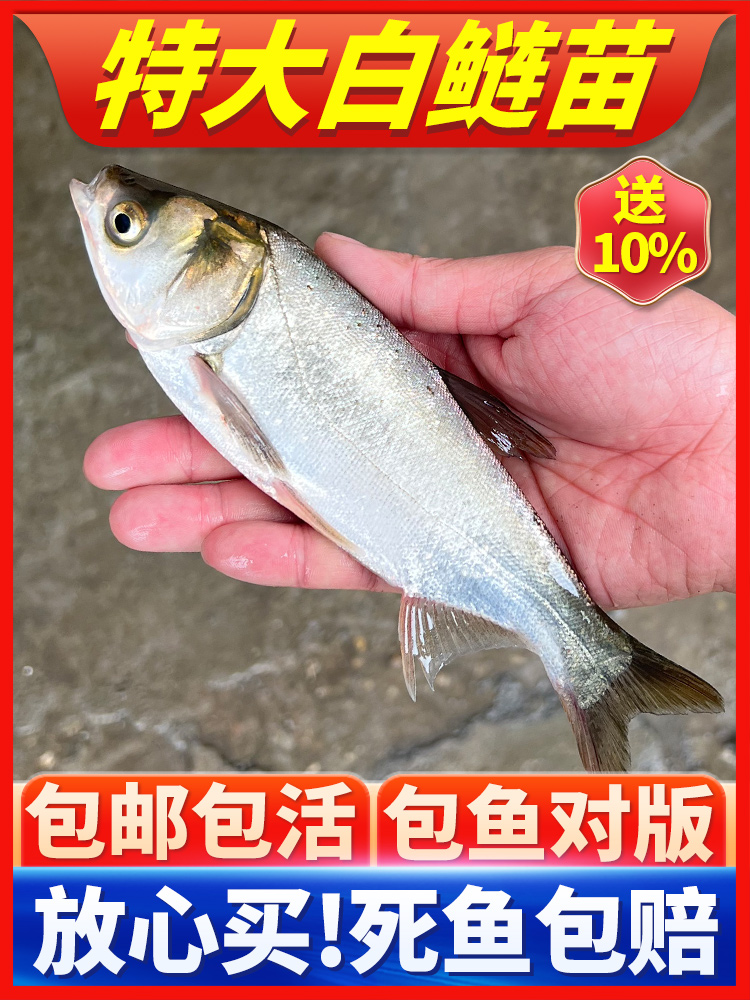白鲢鱼苗活体淡水好养殖冷水观赏鱼饲料鱼特价大头花鲢鳙鳊鱼苗