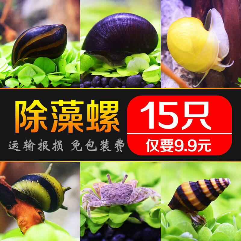 除藻观赏螺活体淡水工具螺清洁螺斑马螺黑金刚螺杀手螺小型迷你蟹