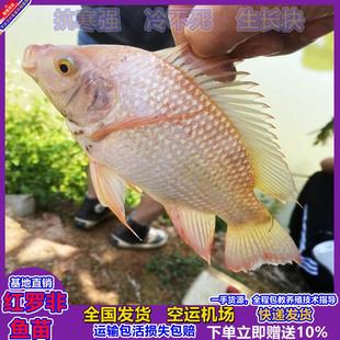 红罗非鱼苗活豹纹红色彩虹鲷罗飞鱼苗星洲红淡水福寿鱼养殖非洲鲫