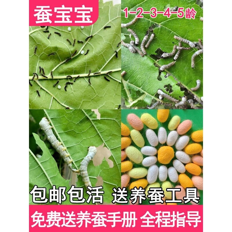 蚕宝宝学生养蚕套装活物春蚕卵幼虫金丝蚕种七彩12龄新鲜桑叶喂蚕