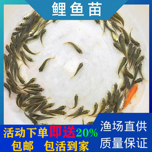 优质鲤鱼禾花鲤鱼苗淡水好养殖禾花乌鲤鱼活体稻田鲤放养黑鲤鱼苗