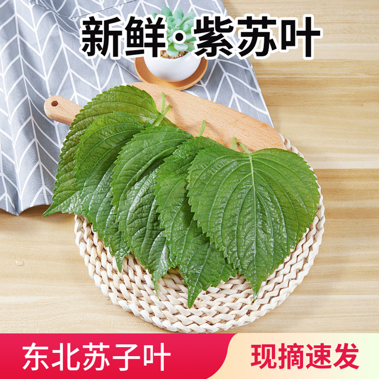 新鲜紫苏叶现摘保鲜发货