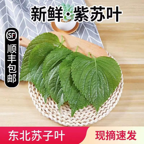 新鲜紫苏叶现摘保鲜发货