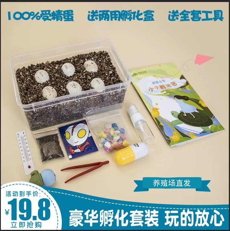 乌龟蛋可孵化草龟花龟巴西龟学生小宠物受精蛋儿童百科实验孵化蛋