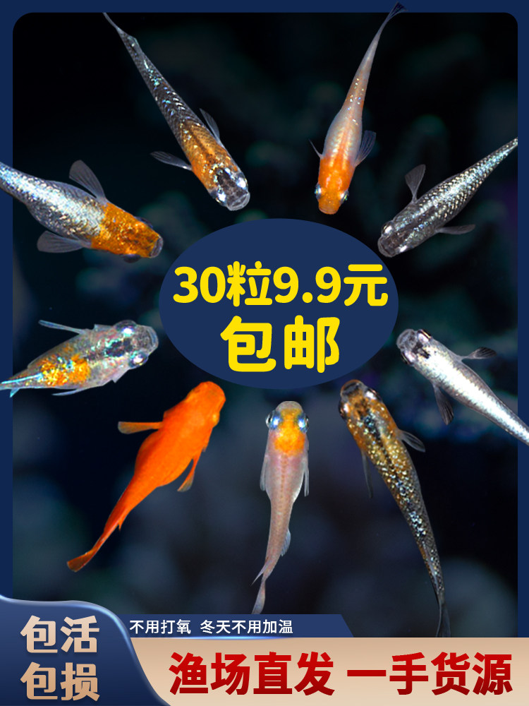 观背青鳉观赏鳉鱼卵淡水热带鱼冷水鱼小型锦鲤鱼可孵化魔法鱼卵