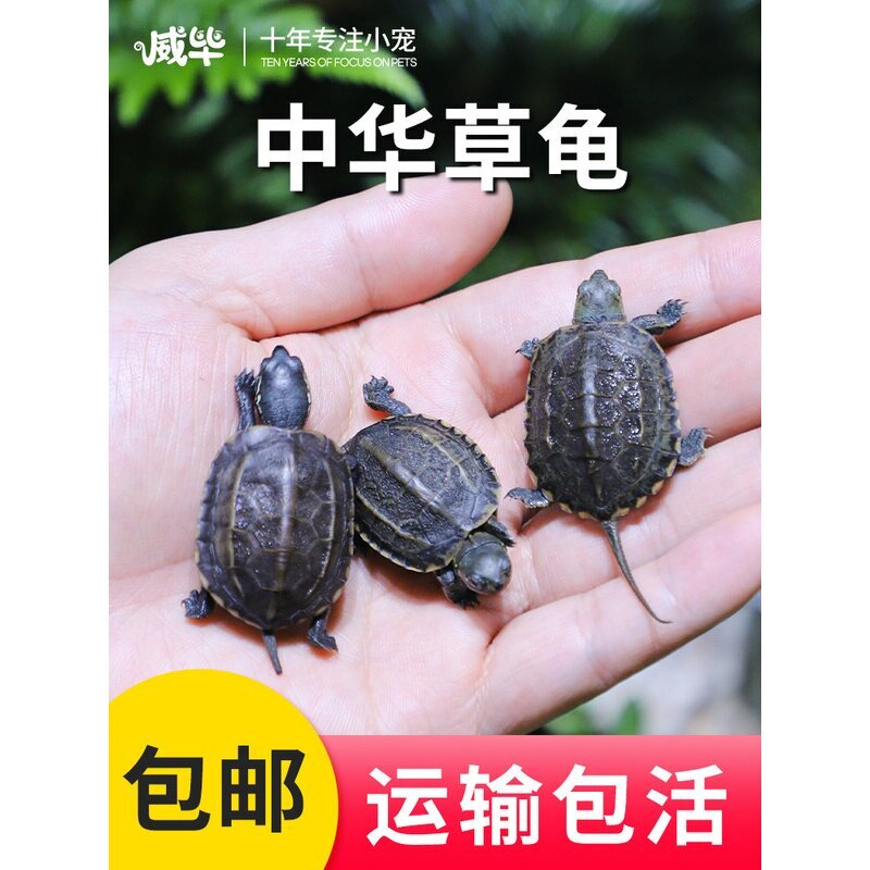 中华草龟活体小乌龟活物外塘长寿龟宠物观赏龟水金线龟墨龟草龟苗