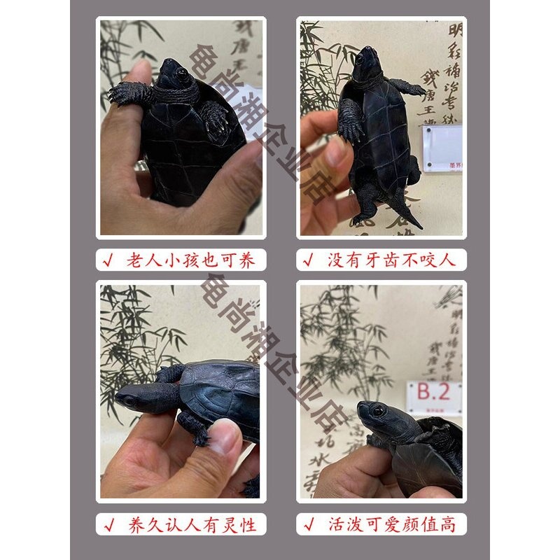 顶墨龟公乌龟纯种全黑养龟外塘冷水黑腹中华草龟儿童宠物龟活体物