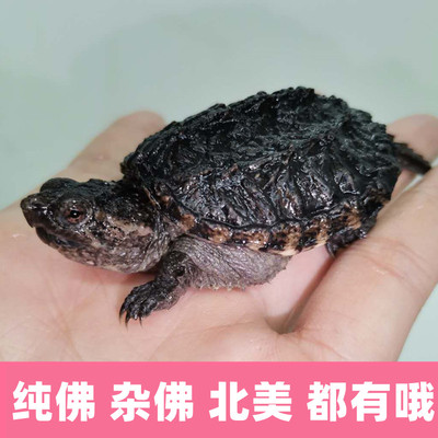 凶猛纯佛爆刺佛鳄北美杂佛小鳄龟苗活物小乌龟宠物食用鳄鱼龟幼苗
