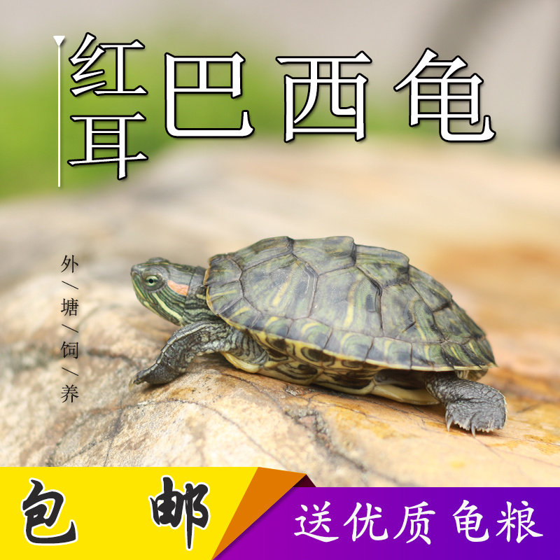 乌龟活物大巴西龟活体小彩龟宠物龟中华草龟苗鳄龟长寿观赏龟水龟