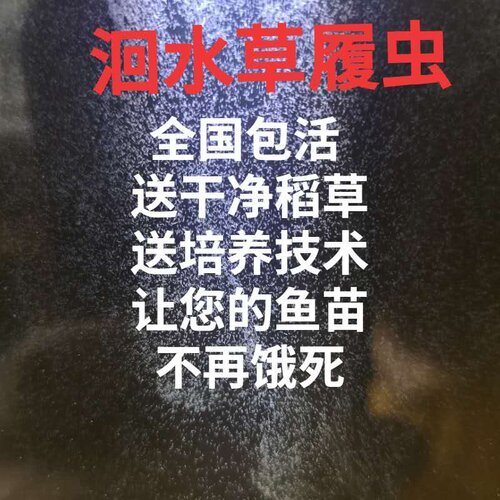 洄水 大草履虫 学校实验高纯度活体草履虫 卵生鱼苗开口料回水