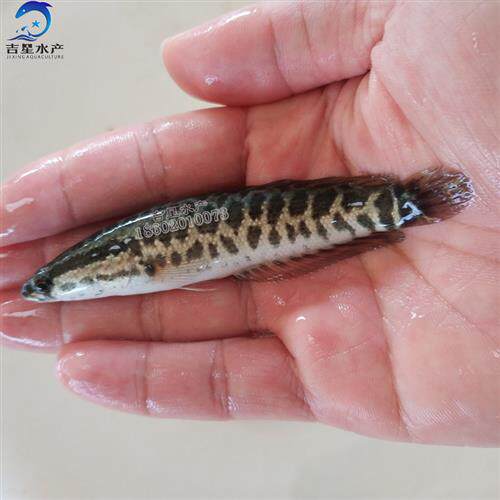 黑鱼苗 杂交生鱼苗 乌鱼苗 淡水工厂化集装箱养殖