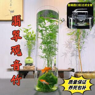 苔藓球植物水养米竹富贵竹文竹水培盆景客厅室内桌面观赏竹子盆栽