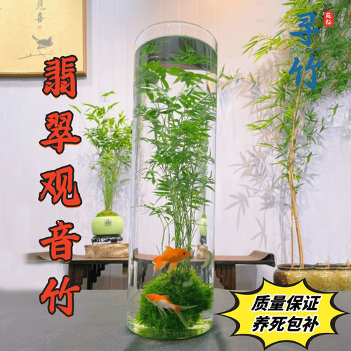 苔藓球翡翠观音竹客厅立式鱼缸圆柱形盆栽绿植物水培米竹可养鱼 - 封面