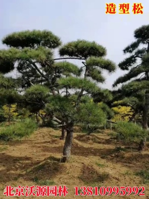 造型黑松油松盆景无针松造形树庭院绿化施工景观树苗园林工程苗木