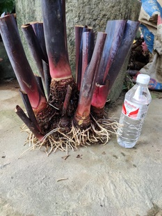药用食用巨型深紫芋黑叶芋盆景阳台沼泽过滤紫叶庭院观赏植物芋头