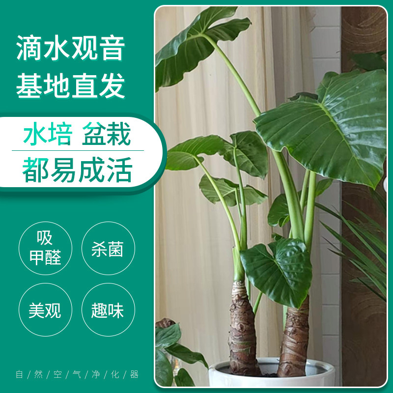 滴水观音绿植大叶土培盆栽净化空桌面绿植
