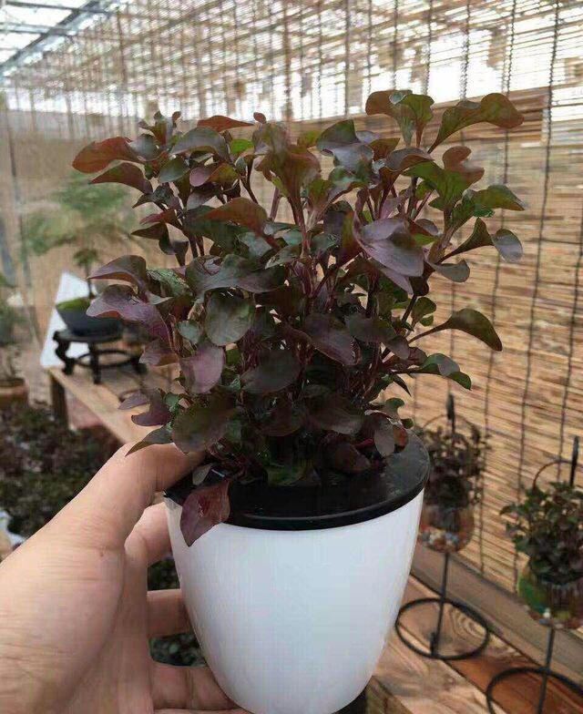 盆景草坪园林绿化耐旱美观植被