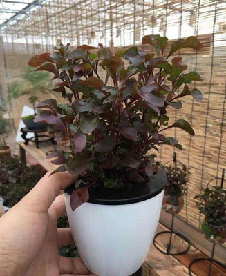 盆景草坪园林绿化耐旱美观植被