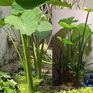 沼泽过滤网红植物水培根系发达净化水养鱼池绿色水芋铜钱草龟池