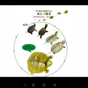 黄喉拟水龟小青安徽乌龟活体小宠物三黄石金钱龟苗皖南黄喉小青龟