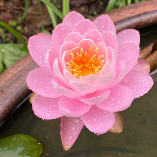 睡莲带芽根块池塘鱼池大缸好养活四季开花盆栽荷花睡莲苗水生植物